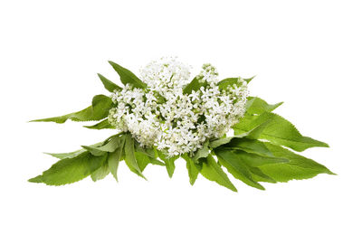 Close-up of green plant against white background