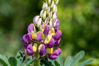 Close up of a purple and yellow lupin flower in bloom