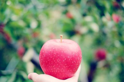 Cropped image of person holding spoon