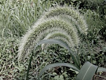 Close-up of plants growing on field