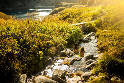 From above back view of unrecognizable female travelers sitting in water of narrow stony stream flowing among green bushes in summer day in pyrenees mountains