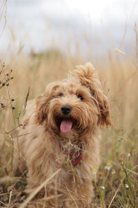 Close-up of dog