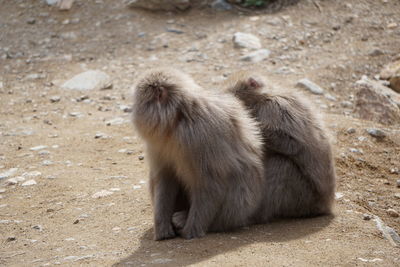 Monkey sitting on a field