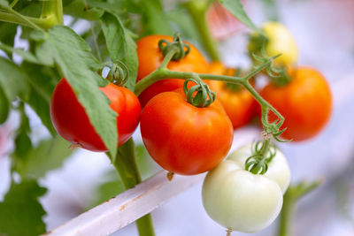 Close-up of fresh tomatoes