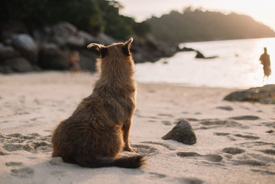 Dog sitting on beach