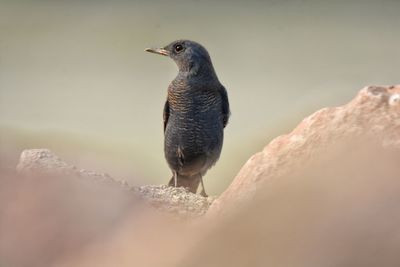 Close-up of bird perching