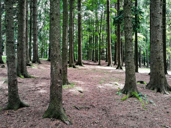 Trees growing in forest