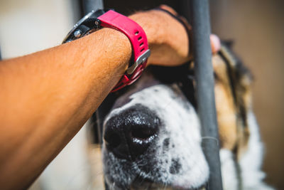 Close-up of hand holding dog