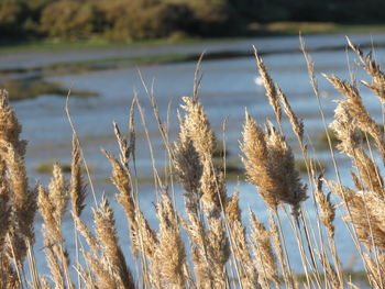 Close-up of reed plants against river