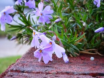 Close-up of purple flowers blooming