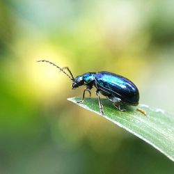 Close-up of insect on leaf