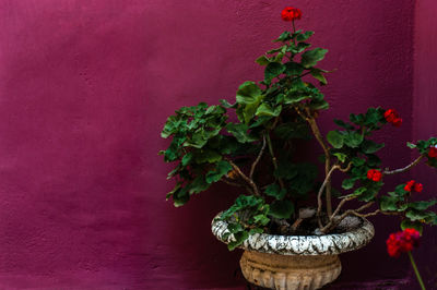 Close-up of potted plant against red wall