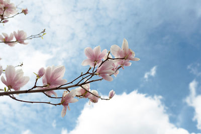 Low angle view of cherry blossoms against sky