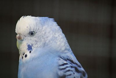 Close-up of parrot