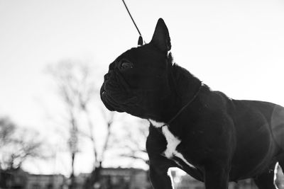 Close-up of a dog looking away