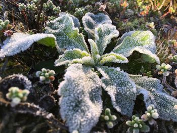 Close-up of cactus plant