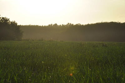 Scenic view of field against clear sky