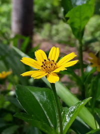 Close-up of yellow flower blooming outdoors