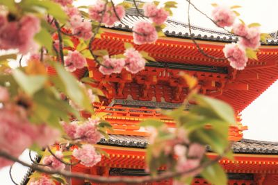 Close-up of cherry blossoms against deva gate at kiyomizu-dera temple