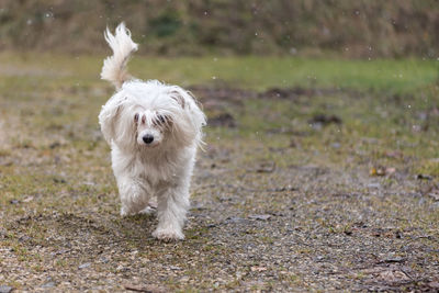 White dog running on field