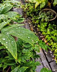 Close-up of wet plant leaves during rainy season