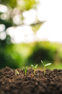 Seedling growing on field