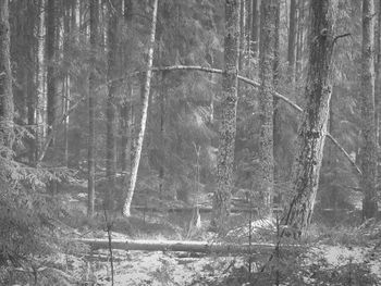 Trees on field in forest