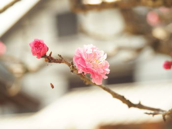 Close-up of pink cherry blossom