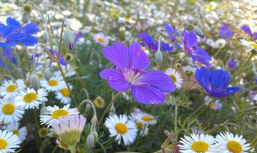 Close-up of purple flowers blooming in field