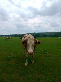 Cow standing on field against sky