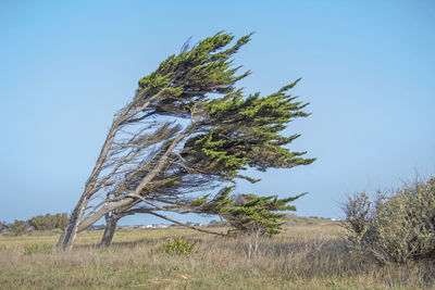 Tree on field against clear blue sky