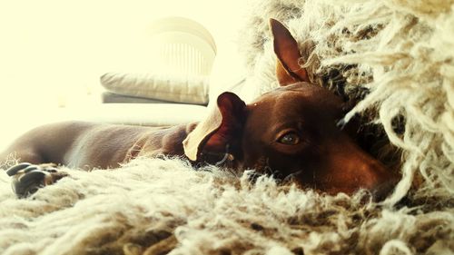 Close-up portrait of dog lying down on bed