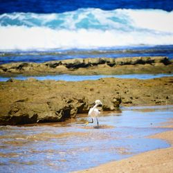 Seagull perching on beach by sea against sky