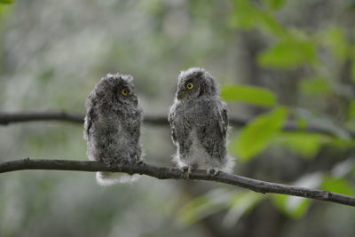 Two baby owl's on the branch