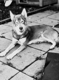 Portrait of dog resting on footpath