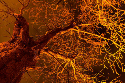 Low angle view of bare trees at night