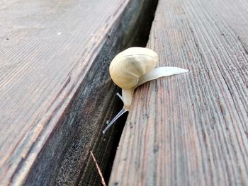 Close-up of snail on wooden table