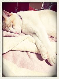 Close-up of cat sleeping on bed