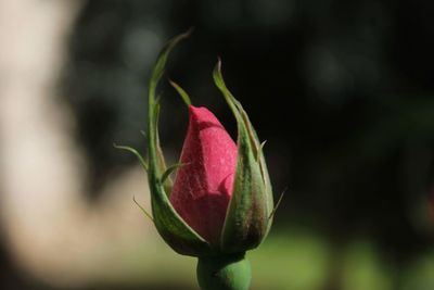 Close-up of flower blooming outdoors