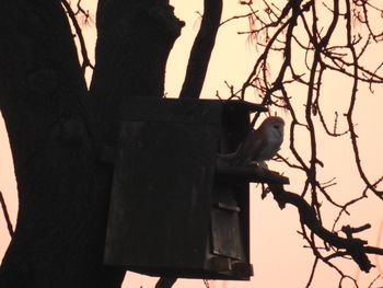 Low angle view of bird perching on tree