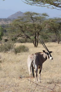 Two horses grazing on field