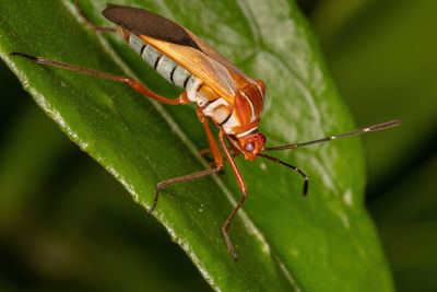 Close-up of insect on leaf