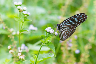 Close-up of butterfly pollinating on flower