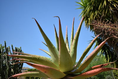 Close-up of succulent plant