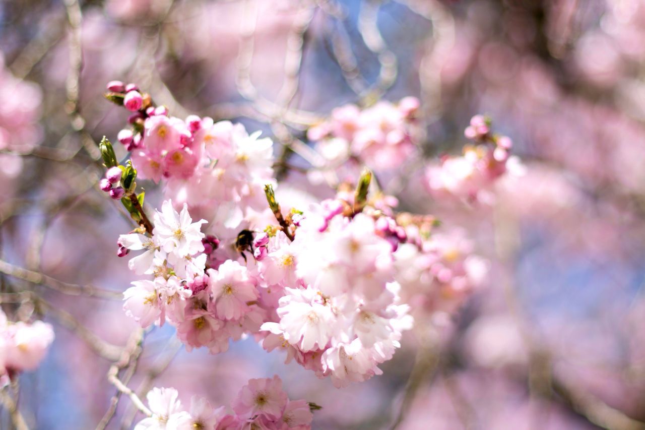 flower, fragility, blossom, beauty in nature, growth, pink color, tree, nature, springtime, freshness, branch, botany, petal, no people, day, selective focus, close-up, apple blossom, outdoors, flower head, blooming