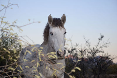 View of a horse on field