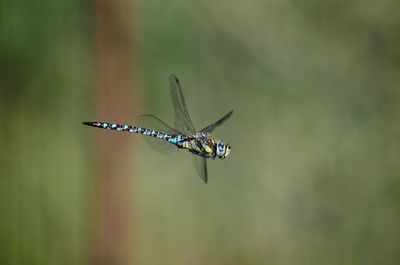 Close-up of insect flying