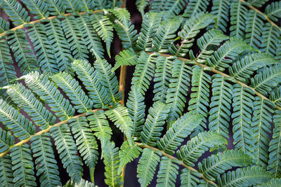 Full frame shot of fern leaves