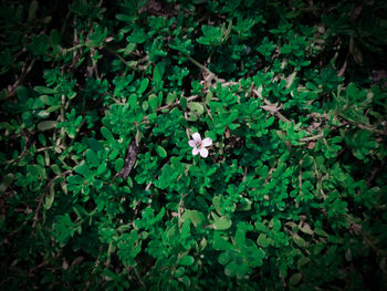 High angle view of small flowering plant on field