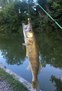 Fish hanging from tree in lake